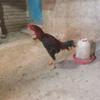 خروس لاری