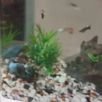 آکواریوم شیشه خم شرکتی