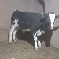 گوساله و گاو شیری