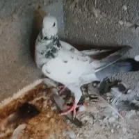 کبوتر