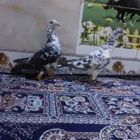 گلی بزک هر دو نر|پرنده|شیراز, شیخ علی چوپان|دیوار
