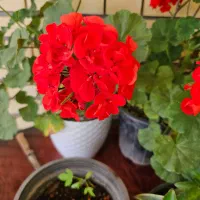 فروش خانه ویلایی وسوله