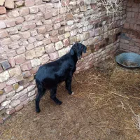 فروش کره ماده آبستن