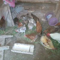 مرغ و  خروس
