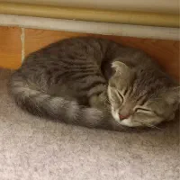 واگذاریگربه