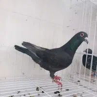 گرفتنی دریا