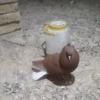 دمسفید و کلاغ