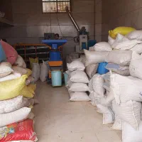 خرید و فروش بادام نقدی|خدمات باغبانی و درختکاری|بن, |دیوار