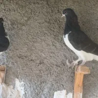 ساده سیاه|پرنده|ملکآباد, |دیوار