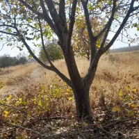 باسلام‌هرس‌درختان‌شخم‌سمپاشی‌وعلف‌زن