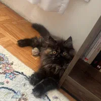 واگذاری گربه