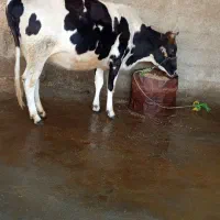 گاو|حیوانات مزرعه|دره شهر, |دیوار