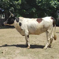 گاوآبستن.گاو
