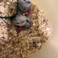 همستر نژاد کمپل