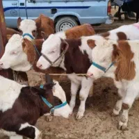 گلچین گوساله های گرگان هرتعداد خاستین درخدمتم