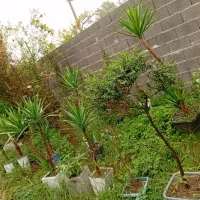 گل مورت سیکاس ویوگاو