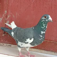 ابلق نر عالی|پرنده|فولادشهر, زاینده رود|دیوار