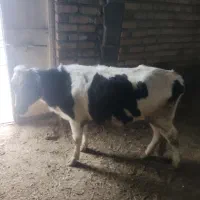 گاو سالم|حیوانات مزرعه|دهگلان, |دیوار