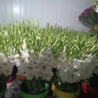 گل رز هلندی سبد گل نمایشگاه رز ایرانی