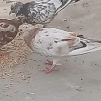 کبوتر سرور نر