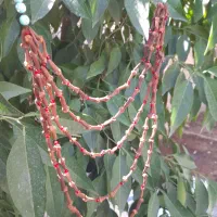میخک خوش عطر وجاودانه|بدلیجات|لردگان, |دیوار