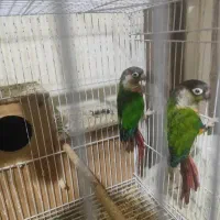 عروس هلندی گرینچک|پرنده|مشهد, پورسینا|دیوار