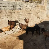 چند عدد بزغاله تمام پروار