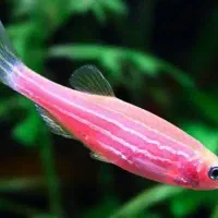 فروش زبرا دانیو