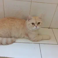 گربه بریتیش نژاد دار 6 ماهه|گربه|تهران, تهرانپارس شرقی|دیوار