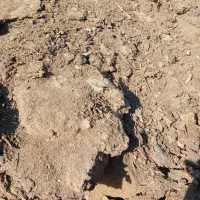 خاک گوسفند فروشی یک نیسان