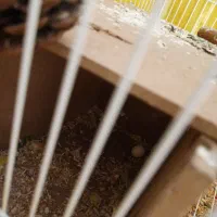 طوطی برزیلی سالم یک ساله|پرنده|تهران, سبلان (لشگر)|دیوار