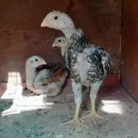 جوجه لاری کاشمر