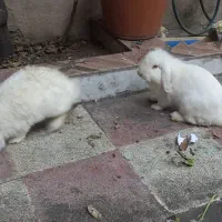 خرگوش لوپ بالغ و ماده|موش و خرگوش|گرگان, |دیوار