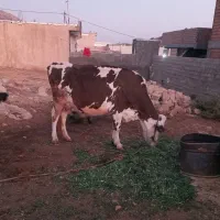 گلو ۵ماه ابستن همراه گوساله  نر هلشتاین