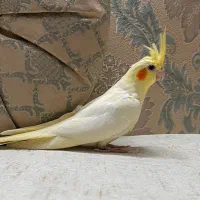 عروس هلندی ماده لوتینو