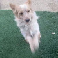 سگ پامر|سگ|بندر ماهشهر, |دیوار