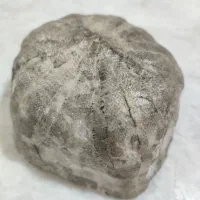 فسیل عروس دربایی