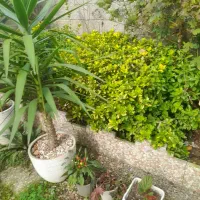 نهال شمشاد|خدمات باغبانی و درختکاری|شاندرمن, |دیوار