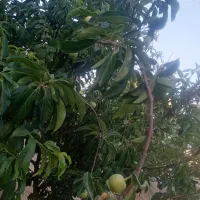 منزل روستای بردج