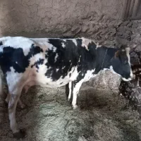 گاو و گوساله