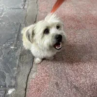 واگذاری یک قلاده سگ نر آرام
