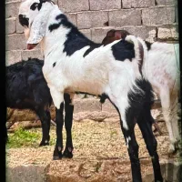 دوبر(چکل)پاکستانی پنجاب