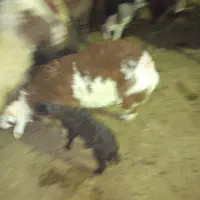 بره|حیوانات مزرعه|کوهدشت, |دیوار