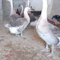 قوغاز اوکراینی۶ عدد