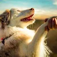مربی حرفه‌ای و تخصصی سگ|خدمات آموزشی|بندرعباس, |دیوار