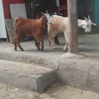 بزغاله نر و ماده