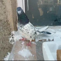 کفتر