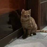 واگذاری رایگان بچه گربه|گربه|تهران, قیطریه|دیوار