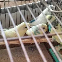 مرغ عشق سخنگو