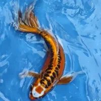 زیبایی و آرامش با ماهی کوی|ماهی|اصفهان, تیران|دیوار